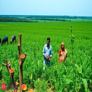 Northeast emerges as new natural rubber source for tyre industry
